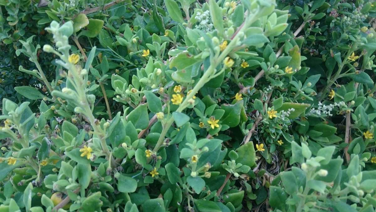 Details about   Tetragonia implexicoma Coastal Native Spinach 25 seeds 