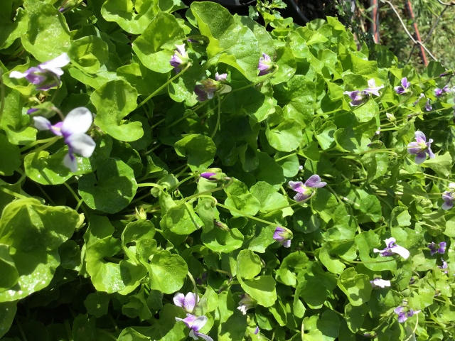 Native Ground Covers